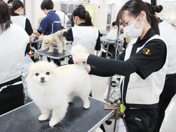 お客様犬のトリミング実習♪